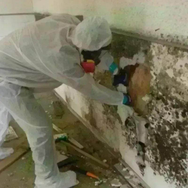 Mold Remediation and Removal in Wind Gap, PA